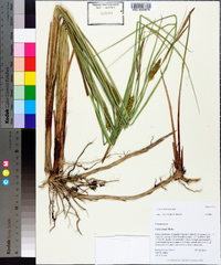 Carex striata image