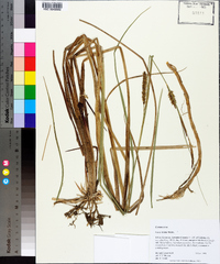 Carex striata image