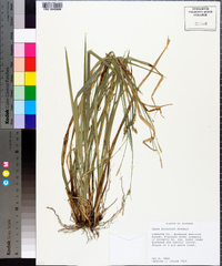 Carex striatula image