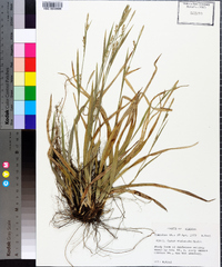 Carex striatula image