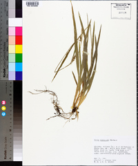 Carex striatula image