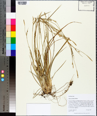 Carex striatula image