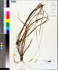 Carex striatula image