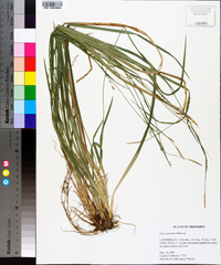 Carex striatula image