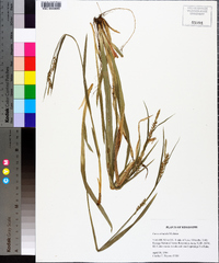 Carex striatula image