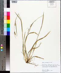 Carex striatula image