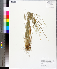 Carex striatula image