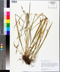 Carex striatula image