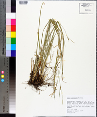 Carex striatula image