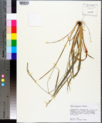 Carex striatula image