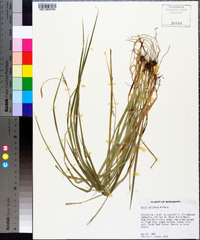 Carex striatula image