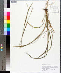 Carex styloflexa image