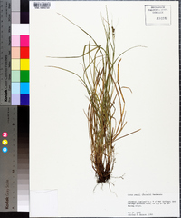 Carex swanii image