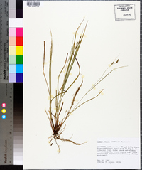 Carex swanii image