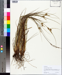 Carex tenax image