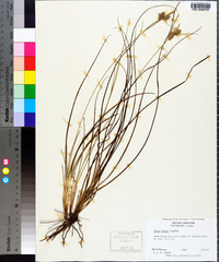 Carex tenax image