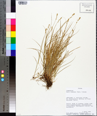 Carex texensis image