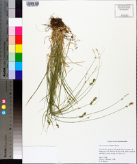 Carex texensis image