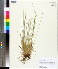 Carex texensis image