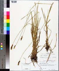 Carex triangularis image