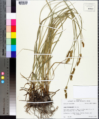 Carex triangularis image