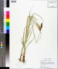 Carex triangularis image