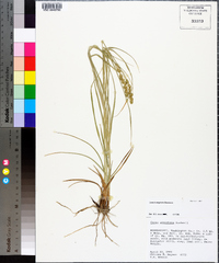 Carex triangularis image