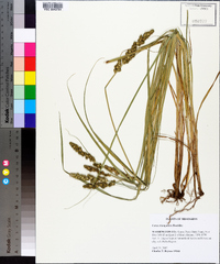 Carex triangularis image