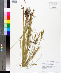 Carex triangularis image