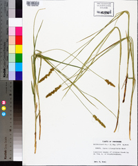 Carex triangularis image
