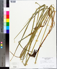 Carex trichocarpa image