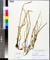 Carex trichocarpa image