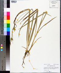 Carex turgescens image