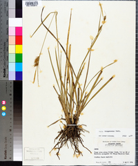 Carex turgescens image