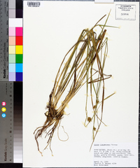 Carex turgescens image