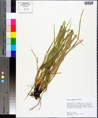 Carex typhina image