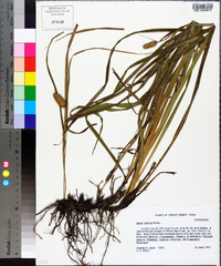 Carex typhina image