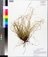 Carex umbellata image