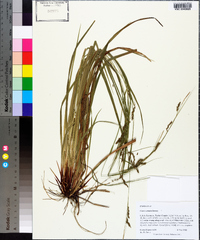 Carex verrucosa image