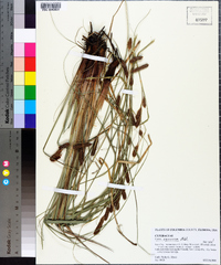Carex verrucosa image
