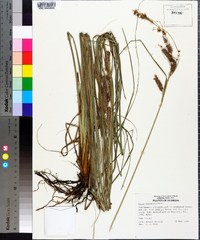 Carex verrucosa image