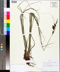 Carex verrucosa image