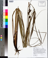 Carex verrucosa image