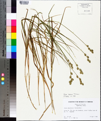 Carex vexans image