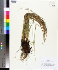 Carex willdenowii image