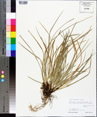 Carex willdenowii image