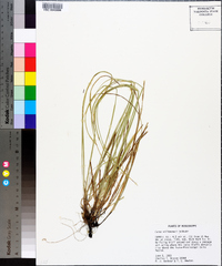 Carex willdenowii image