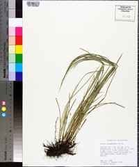 Carex willdenowii image