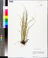 Carex willdenowii image