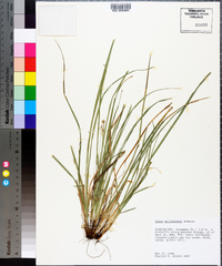 Carex willdenowii image